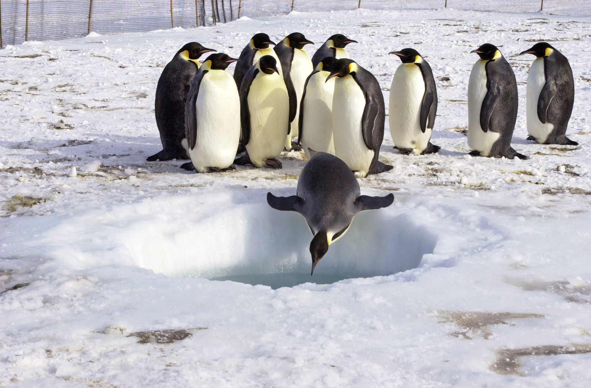 emperor-penguins-in-antarctica